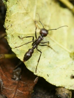 The bullet ant -- her sting produces 24 hours of unremitting agony (4+).