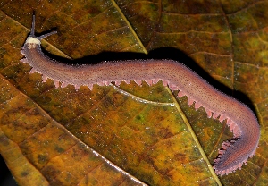 The enigmatic velvet worm (phylum onychophora)