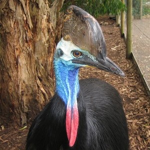 The southern cassowary may not know how to fly, but it's more than happy to kick you to death.  