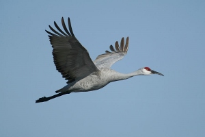 A sandhill crane on the way from New Mexico to Siberia. 