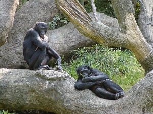 Bonobos lounging at the Cincinnati Zoo.