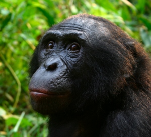 A male bonobo at a nature reserve in the DRC.