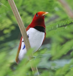 A male King Bird-of-Paradise. 