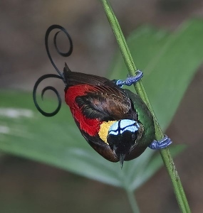 A male Wilson's Bird-of-Paradise, sporting his blue bald scalp. 