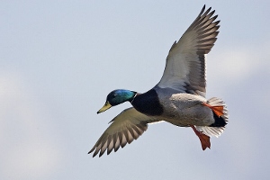Mallard using his feathers to land flawlessly. 