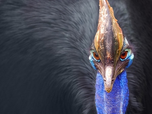 A Southern Cassowary, close relative of the emu and the kiwi. 