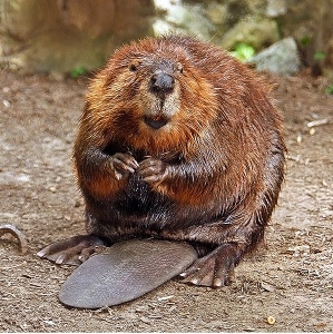 The beaver.  