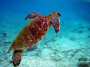 A green sea turtle on the way home. 