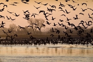 Dawn on the Platte River with hundreds of raucous sandhill cranes. 