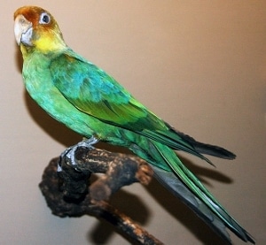 A Carolina parakeet, stuffed at the Field Museum. 