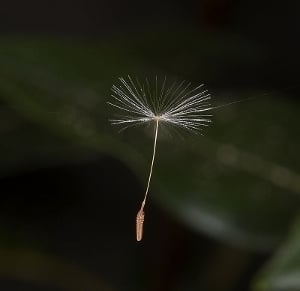  An airborne dandelion achene, which contains a single seed. 