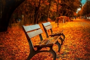 Park bench with autumn leaves