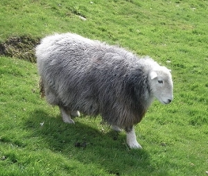 A hardy Herdwick ewe. 