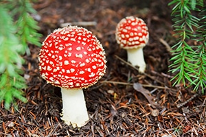 Red poisonous mushrooms