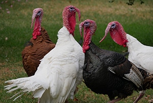 Thanksgiving turkeys in the yard
