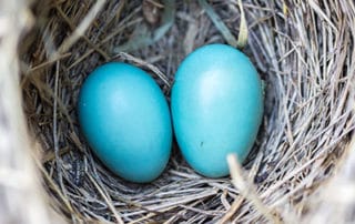 Nest with two blue eggs