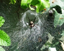 Funnel web spider photo