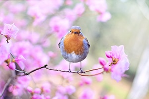 A spring bird on a branch