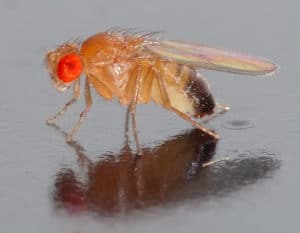 Fruit fly photo