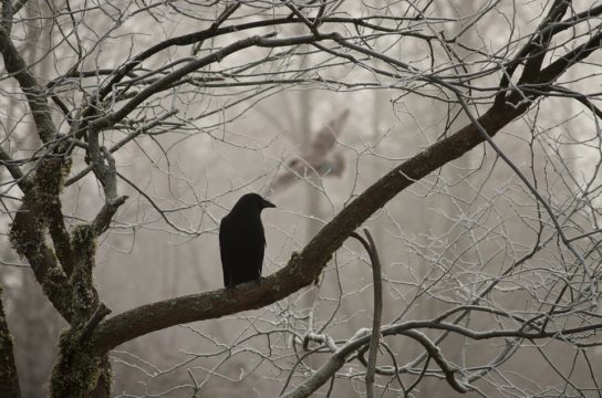 crow in a tree