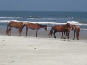 Cumberland Island horses photo