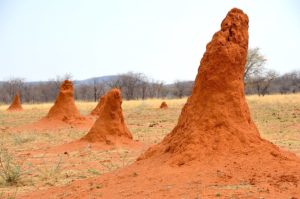 Termite mound photo