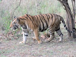 Bengal Tiger photo