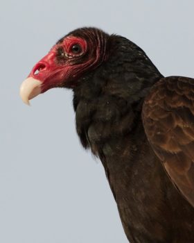 turkey vulture photo