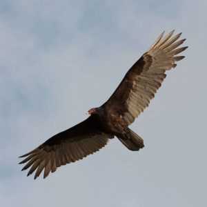 vulture photo