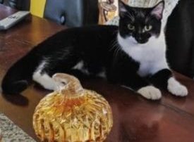 cat with a glass pumpkin