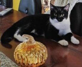 cat with glass pumpkin