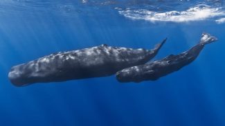 Sperm whale photo