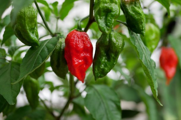 Ghost peppers, originally introduced to the market in 2000, are natural to India and have a military history.