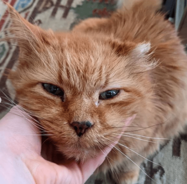 Garfield in his new indoor life, demanding chin scratches.
