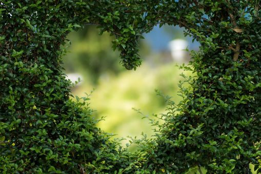 heart in hedge