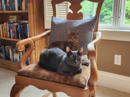 cats on a chair